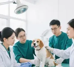 宠物医疗