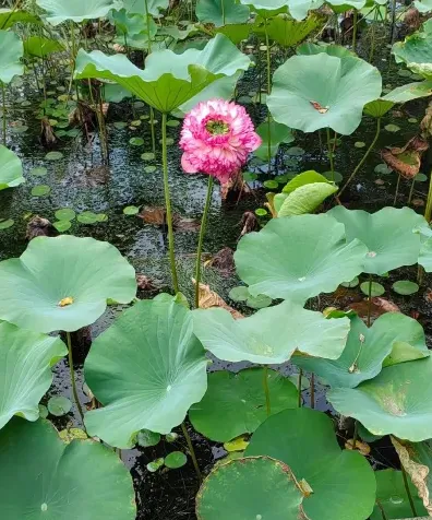 中心