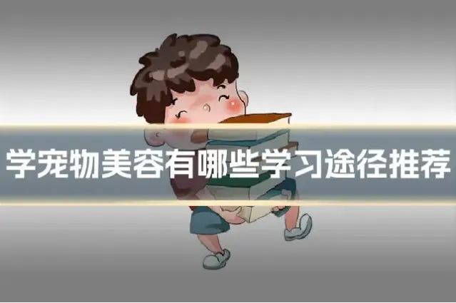 学宠物美容有哪些学习途径推荐