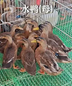 提供