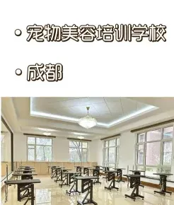 宠物美容