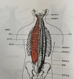 身体