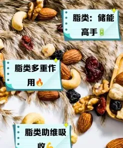 脂类