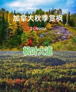 枫叶