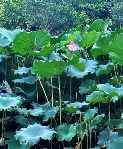 干货