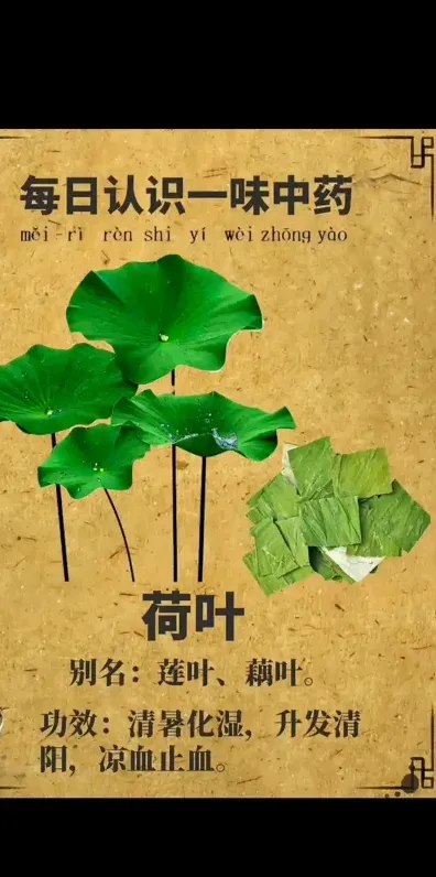 荷叶