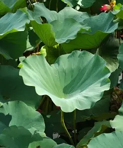 荷叶