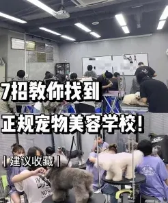 宠物美容