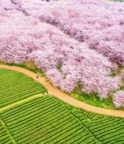 高峰
