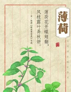 薄荷