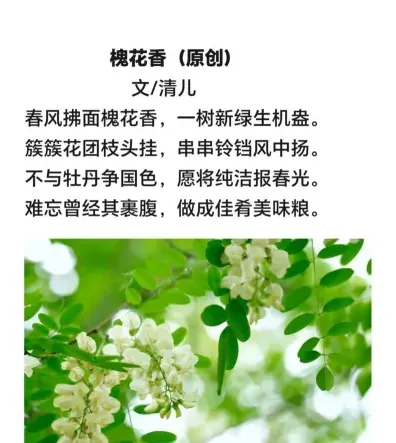 槐花