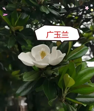 可能是