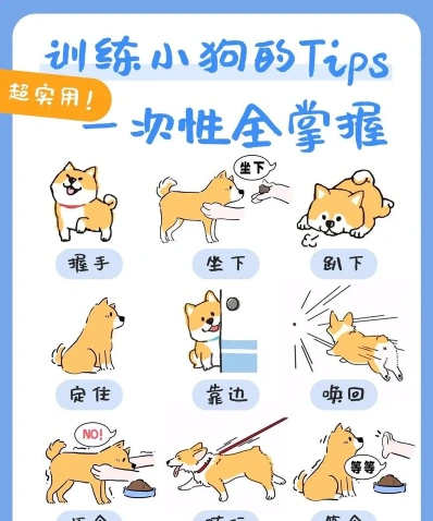 狗狗