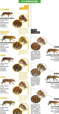老虎