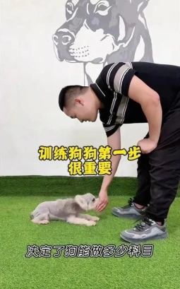 狗狗