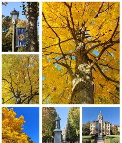 大学
