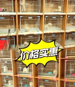 宠物