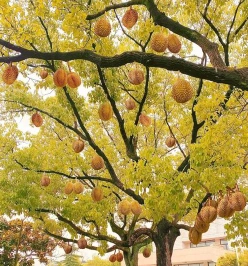 芒果树