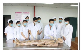 病理解剖学