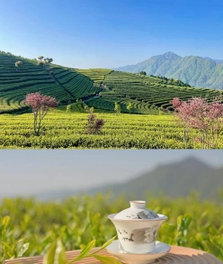 茶园风景