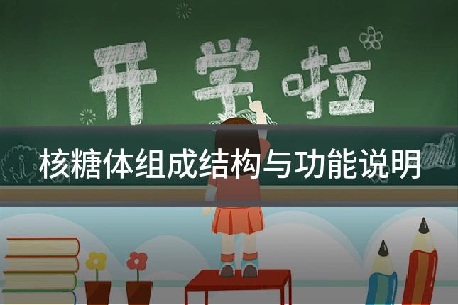 核糖体组成结构与功能说明