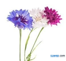 我的花园紫矢车菊全面攻略